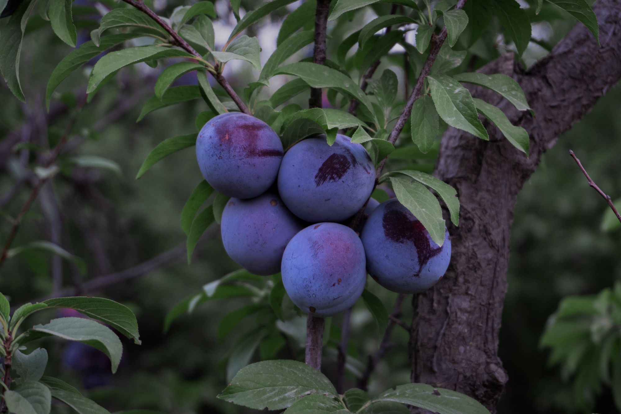 Plums & Mindfulness