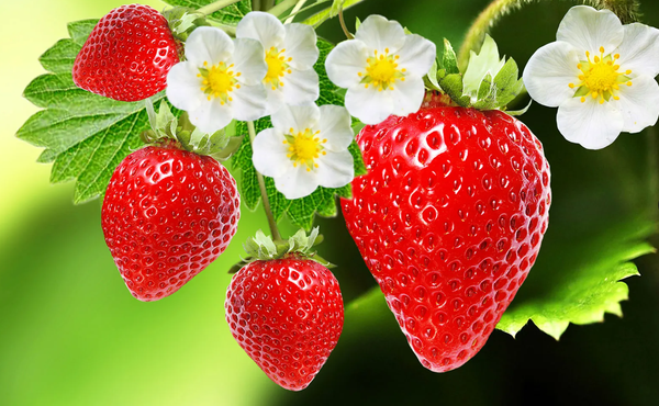 Strawberries and Picky Eating